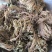 卷柏春雨药材批发各种规格中药材质量保证量大从优