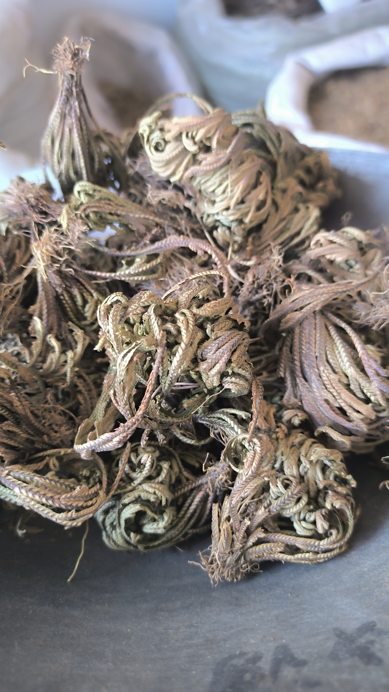 卷柏春雨药材批发各种规格中药材质量保证量大从优