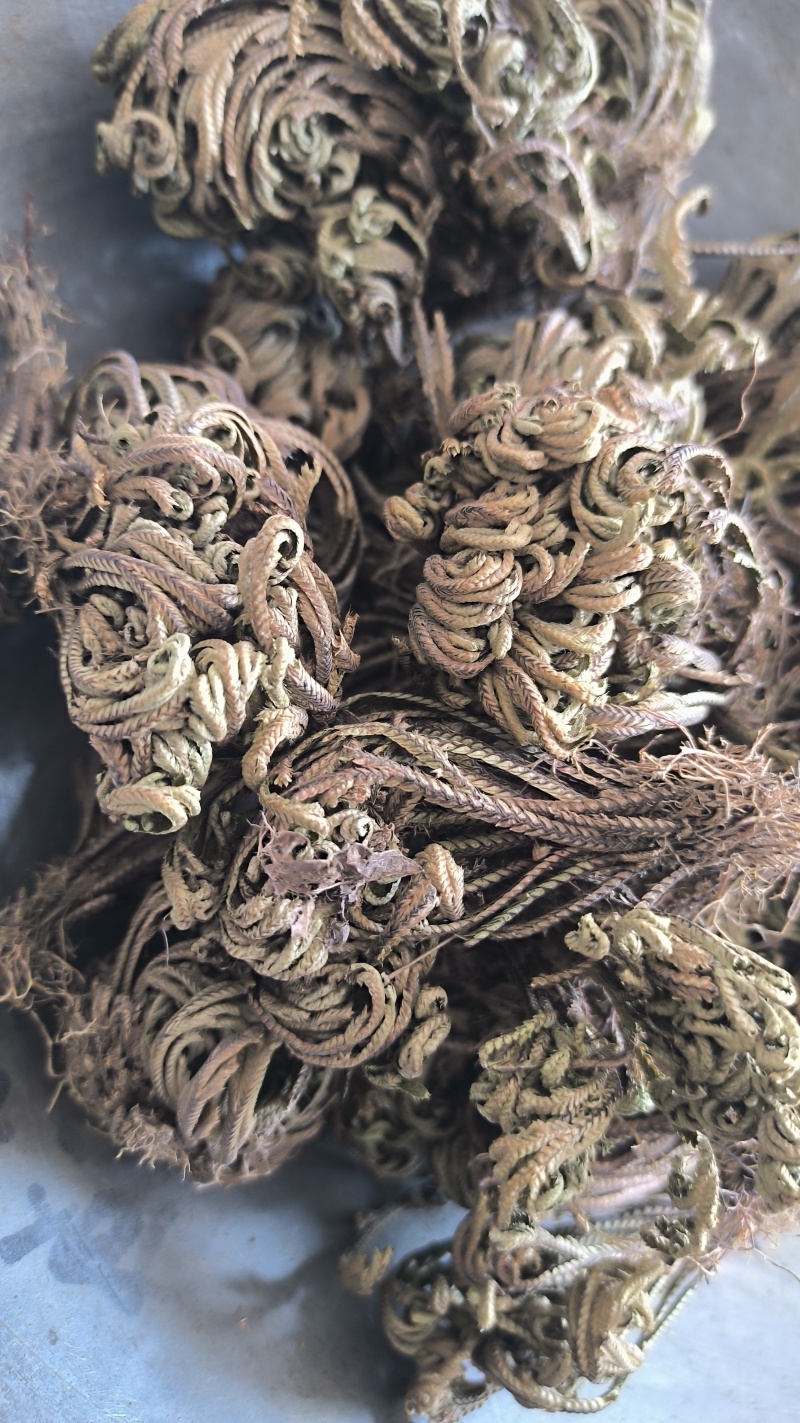 卷柏春雨药材批发各种规格中药材质量保证量大从优