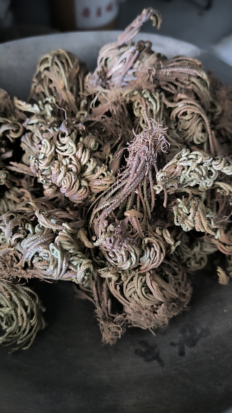 卷柏春雨药材批发各种规格中药材质量保证量大从优