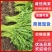 茼蒿/产区直发/大量有货/货源充足/欢迎选购