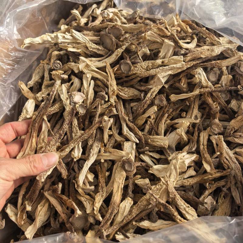 精品鹿茸菇A级
