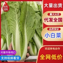 毛白菜/产区直发/货源充足/大量现货/欢迎选购