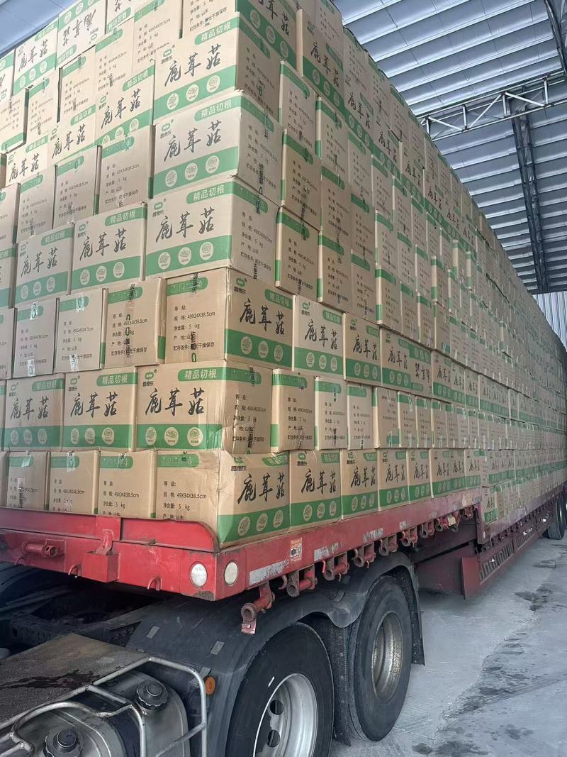 精品鹿茸菇A级