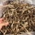 精品鹿茸菇A级
