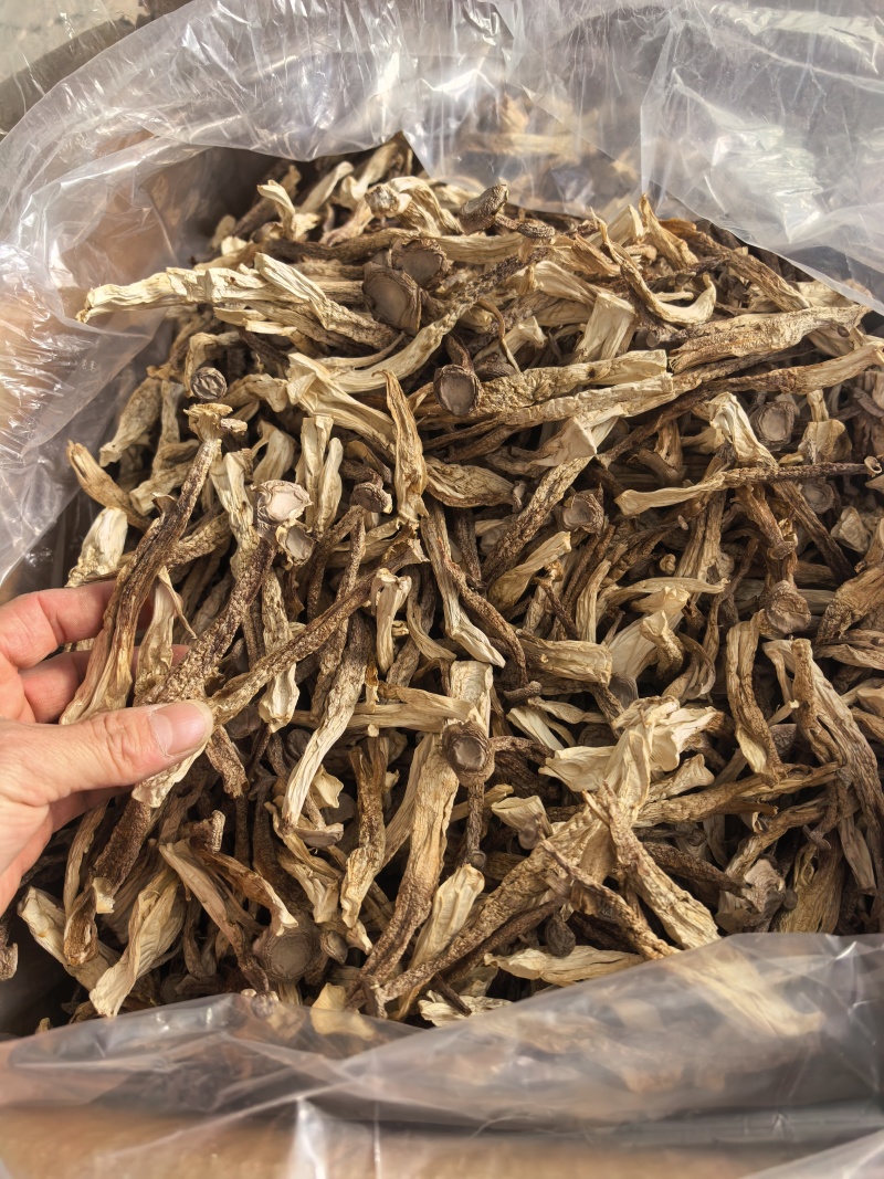精品鹿茸菇A级
