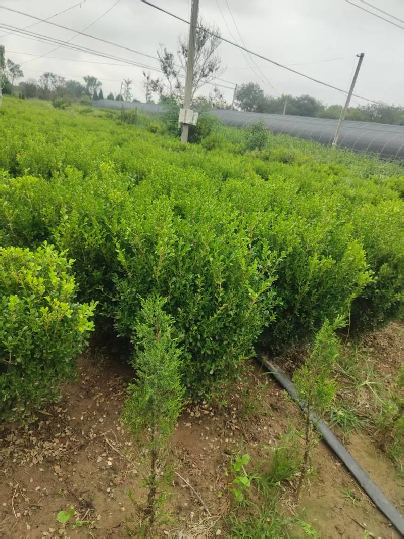 江苏小叶黄杨价格优惠质量好对接全国量大从优欢迎询价热卖