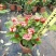 龙船花