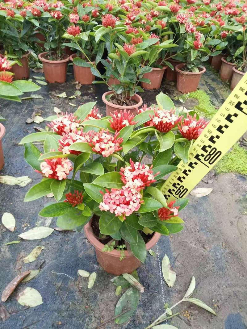 龙船花
