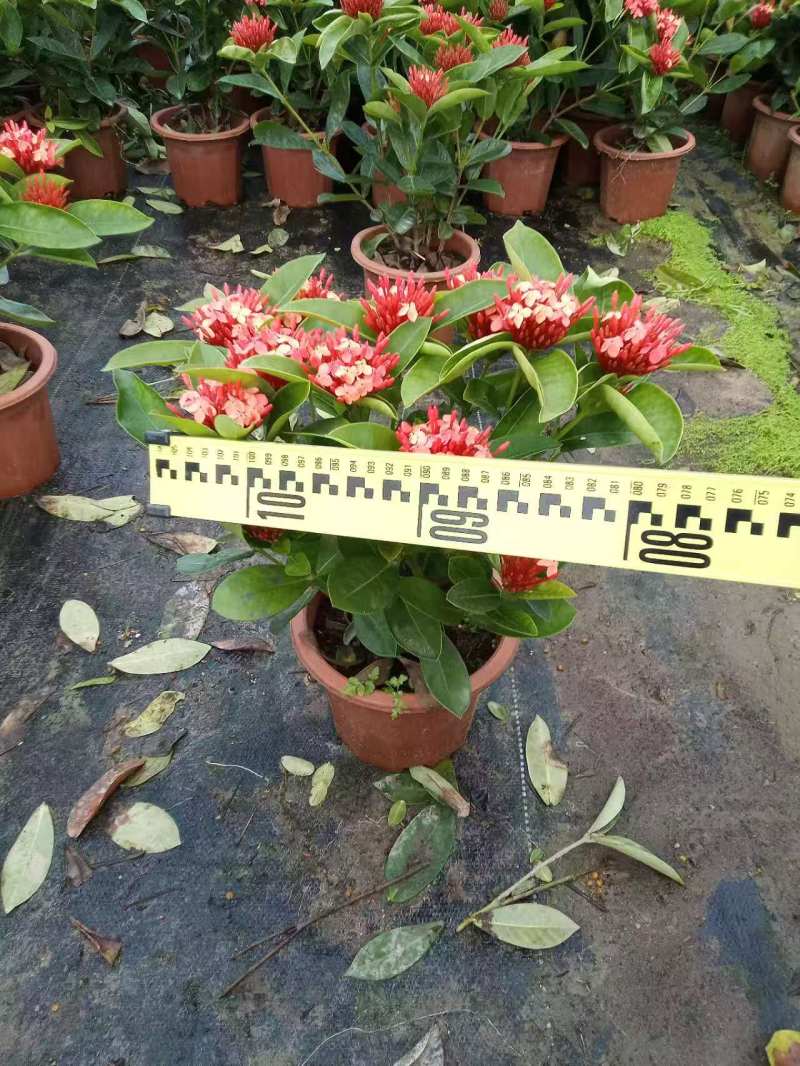 龙船花
