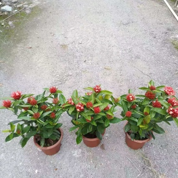 龙船花