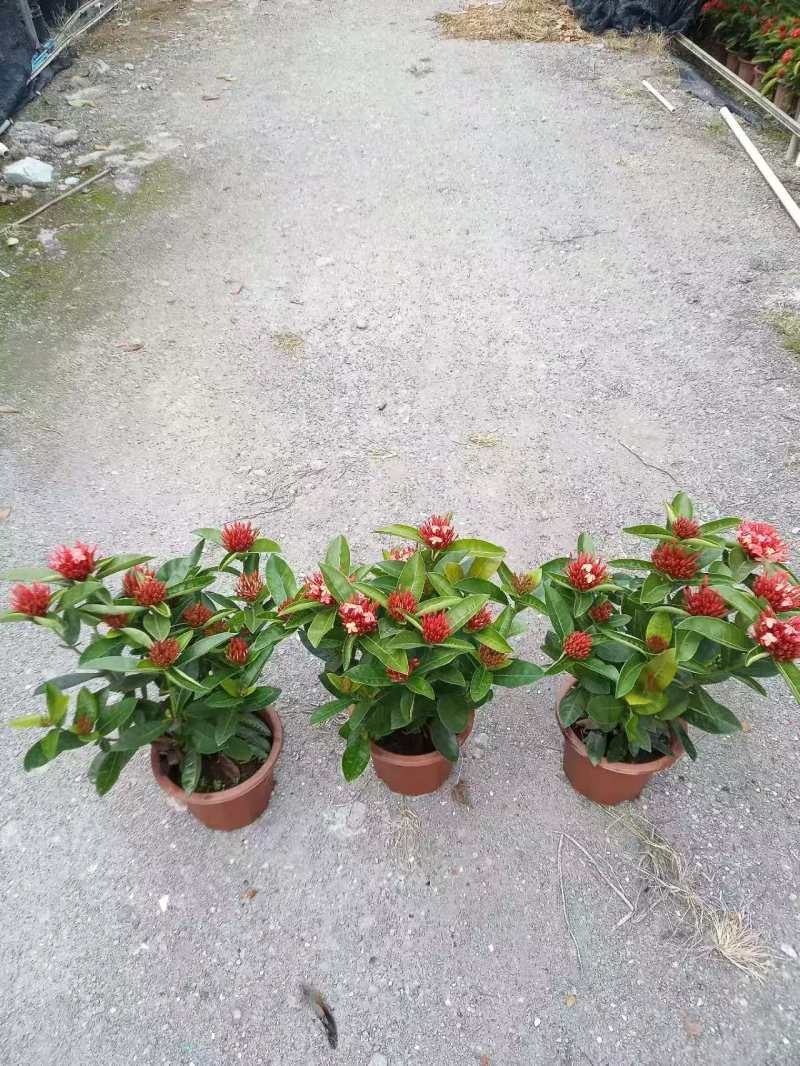 龙船花
