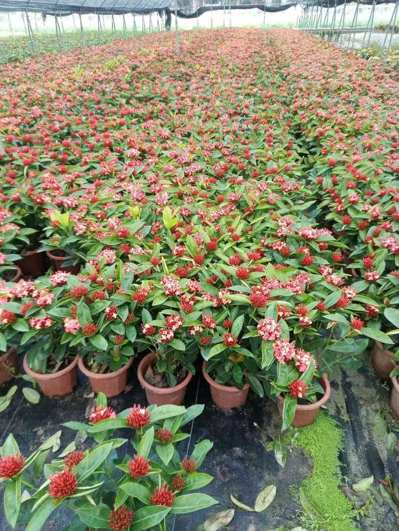 龙船花