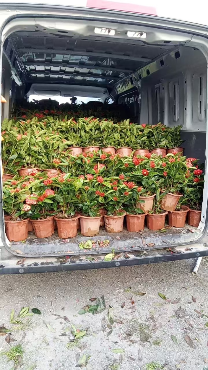 龙船花