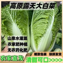 （云南白菜）黄心白菜/云南矮颗黄心白菜/产地货源