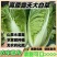 （云南白菜）黄心白菜/云南矮颗黄心白菜/产地货源