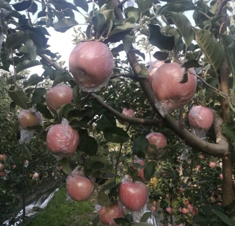【实力推荐】山西纸加膜红富士苹果🍎万荣产地量大从优