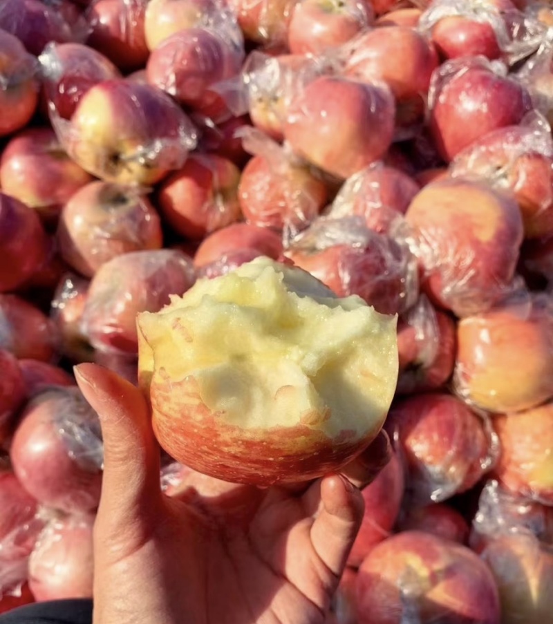 【实力推荐】山西纸加膜红富士苹果🍎万荣产地量大从优