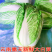 （云南白菜）黄心白菜/云南矮颗黄心白菜/产地货源
