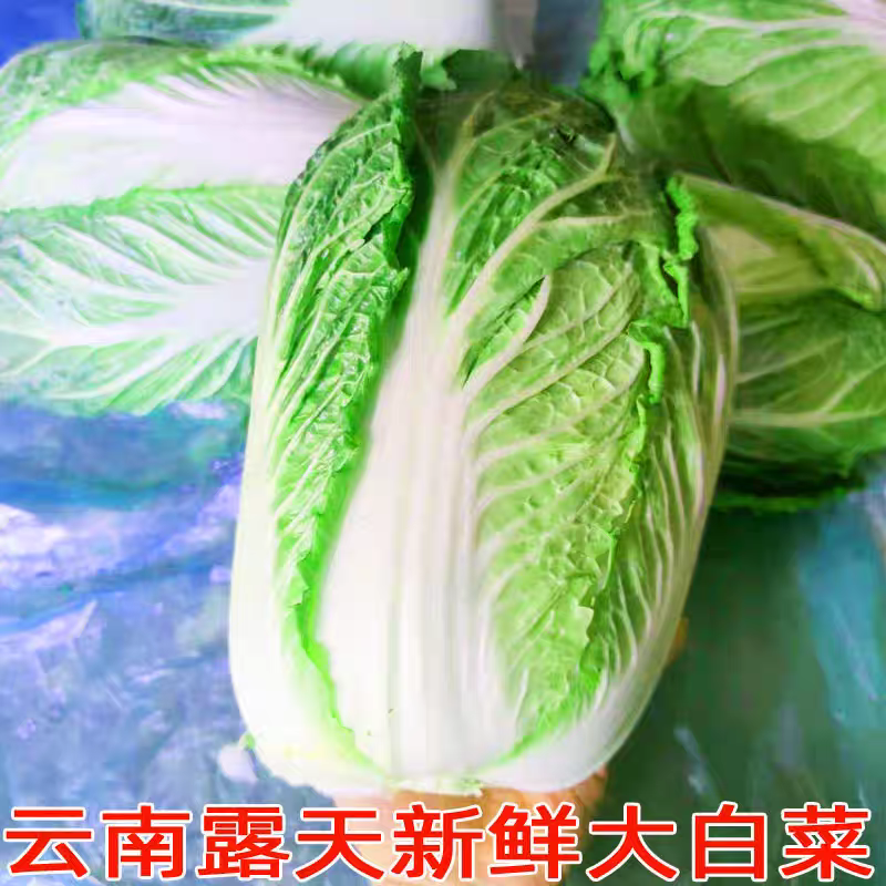 （云南白菜）黄心白菜/云南矮颗黄心白菜/产地货源