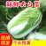 （云南白菜）黄心白菜/云南矮颗黄心白菜/产地货源
