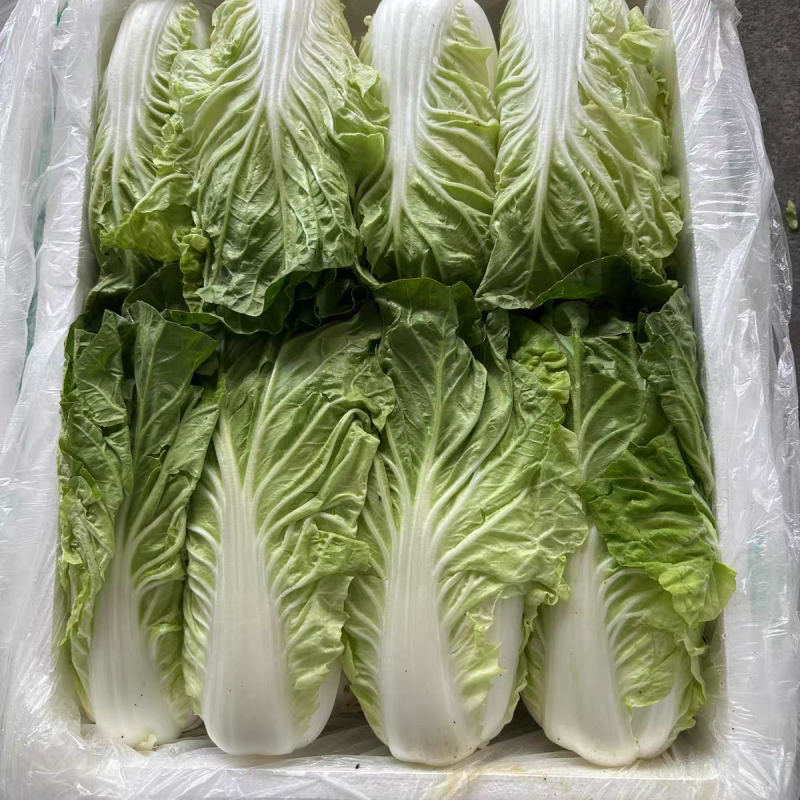 （云南白菜）黄心白菜/云南矮颗黄心白菜/产地货源