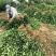 江苏冬青对接全国量大从优价格优惠质量好热卖
