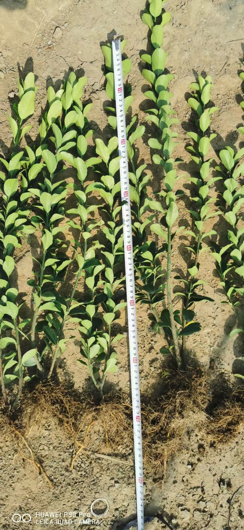 江苏冬青对接全国量大从优价格优惠质量好热卖