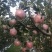纸加膜苹果红富士苹果🍎产地直发品质保障可视频看货对接
