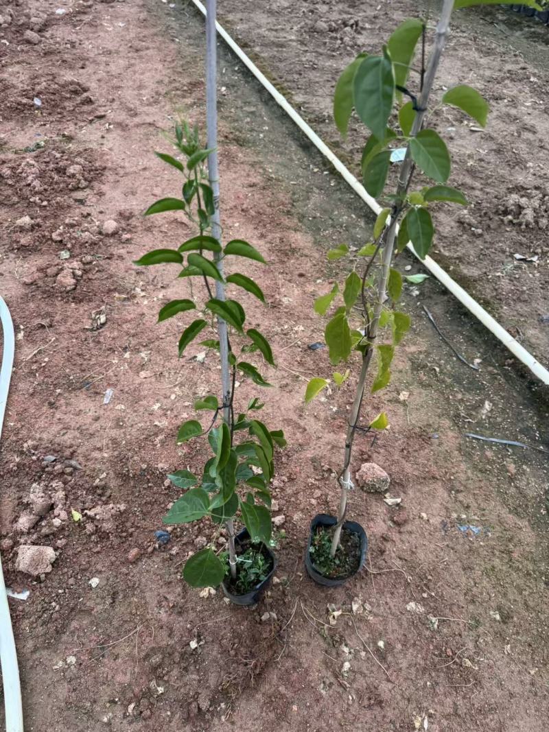 炮仗花