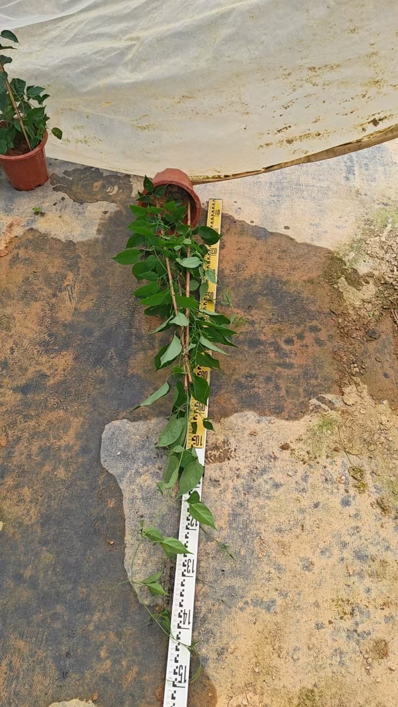 炮仗花