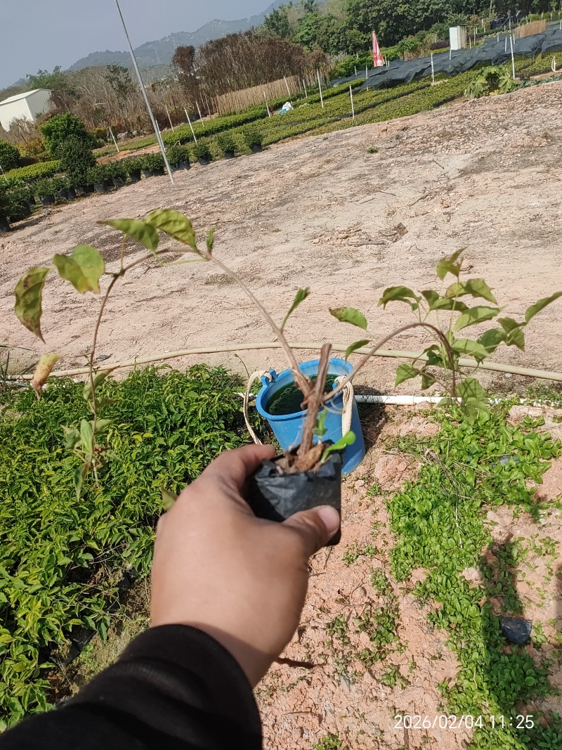 炮仗花