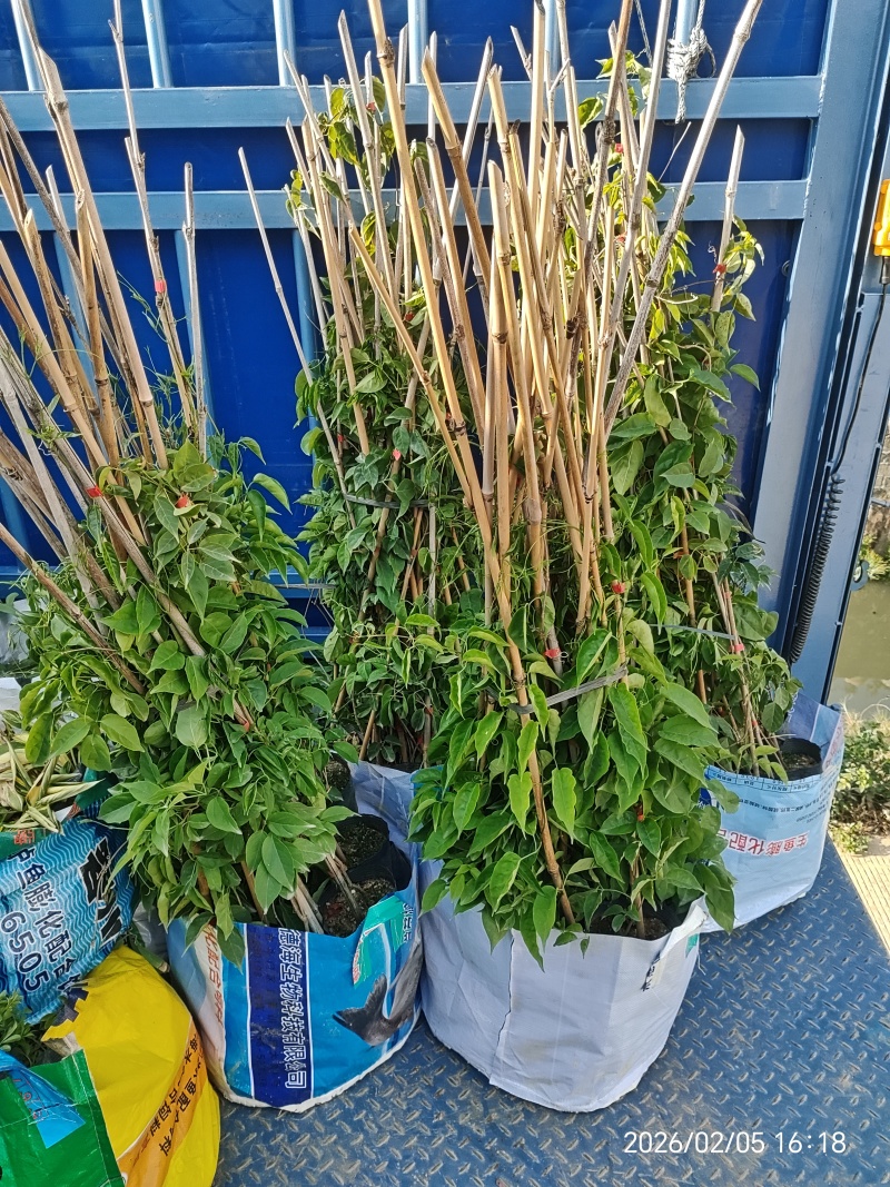 炮仗花