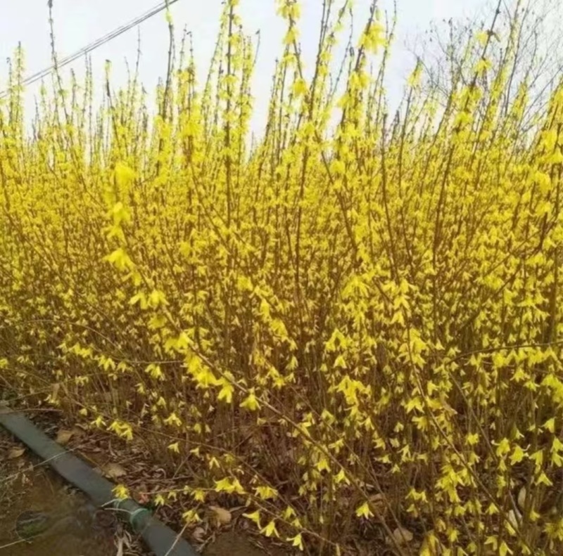江苏连翘新鲜上市价格美丽对接全国价格美丽欢迎询价