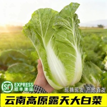 （云南白菜）精品白菜/源头产地/保质保量/欢迎来电合作