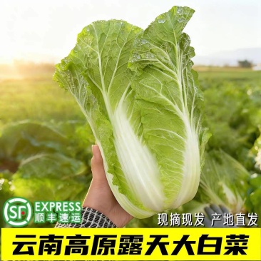 （云南白菜）精品白菜/源头产地/保质保量/欢迎来电合作