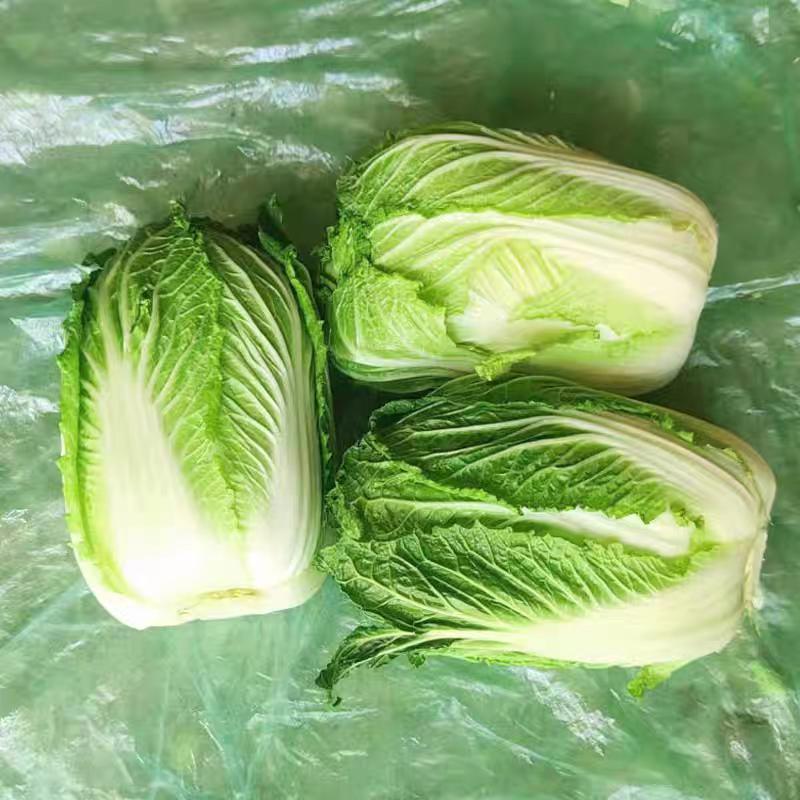 （云南白菜）精品白菜/源头产地/保质保量/欢迎来电合作
