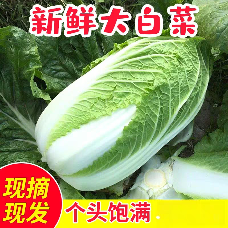 （云南白菜）精品白菜/源头产地/保质保量/欢迎来电合作