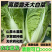 （云南白菜）精品白菜/源头产地/保质保量/欢迎来电合作