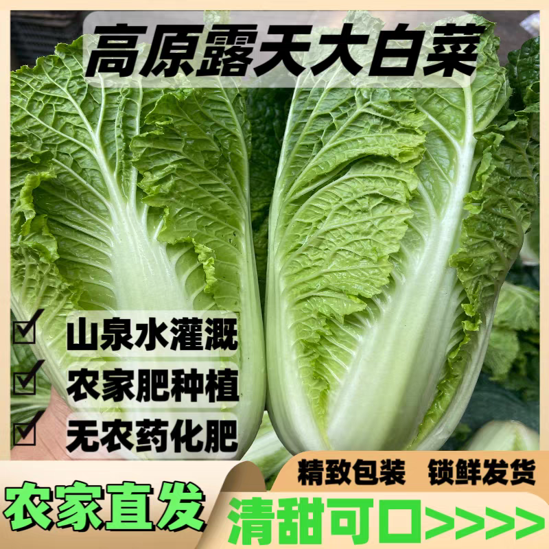 （云南白菜）精品白菜/源头产地/保质保量/欢迎来电合作