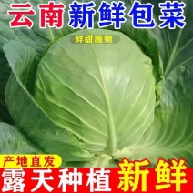 （云南甘蓝）精品货源/产地直发/保质保量发货/来电优惠