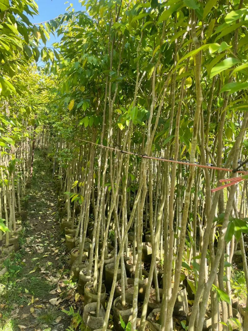 沉香树