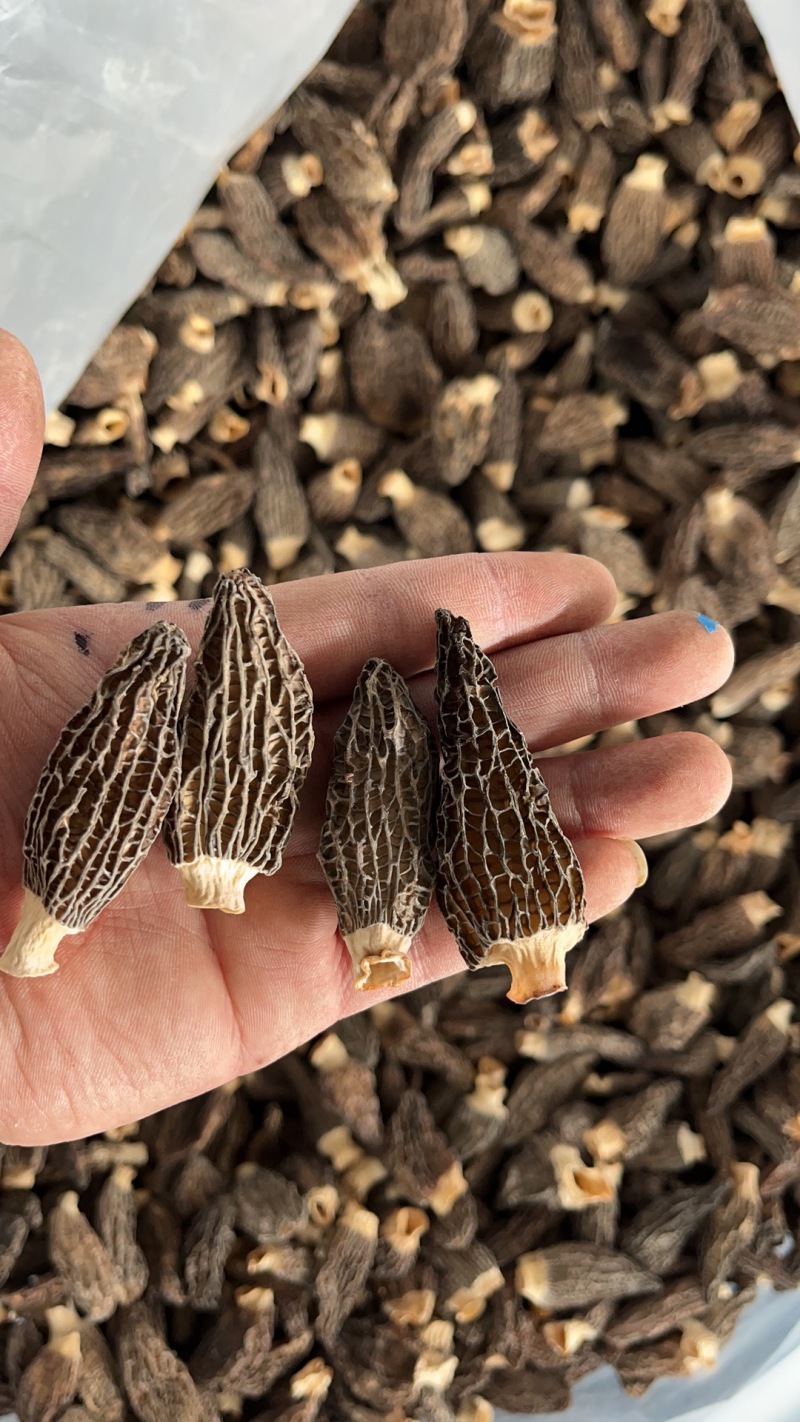 羊肚菌产地批发现货各种规格品质加工供应