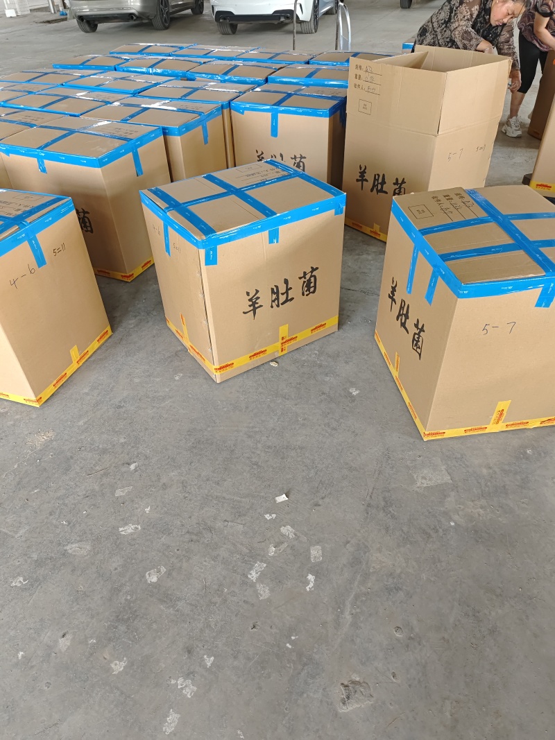 羊肚菌产地批发现货各种规格品质加工供应