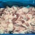 精品三七碎肉厂家直销货源充足量大从优质量保证欢迎咨询