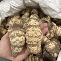 云南重楼个七叶一枝花质量保证量大从优