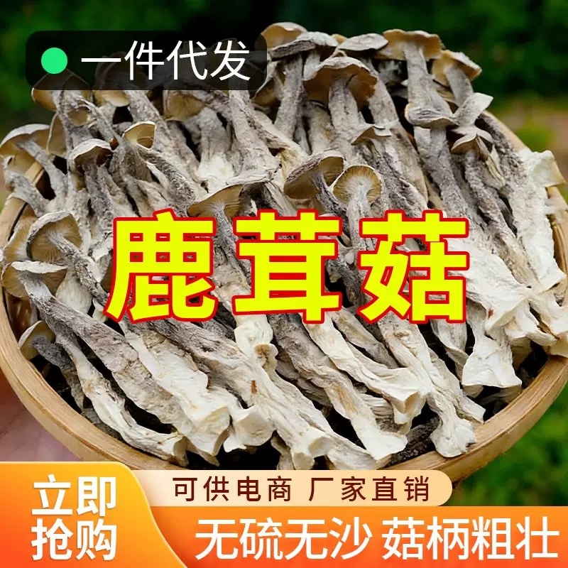 鹿茸菇