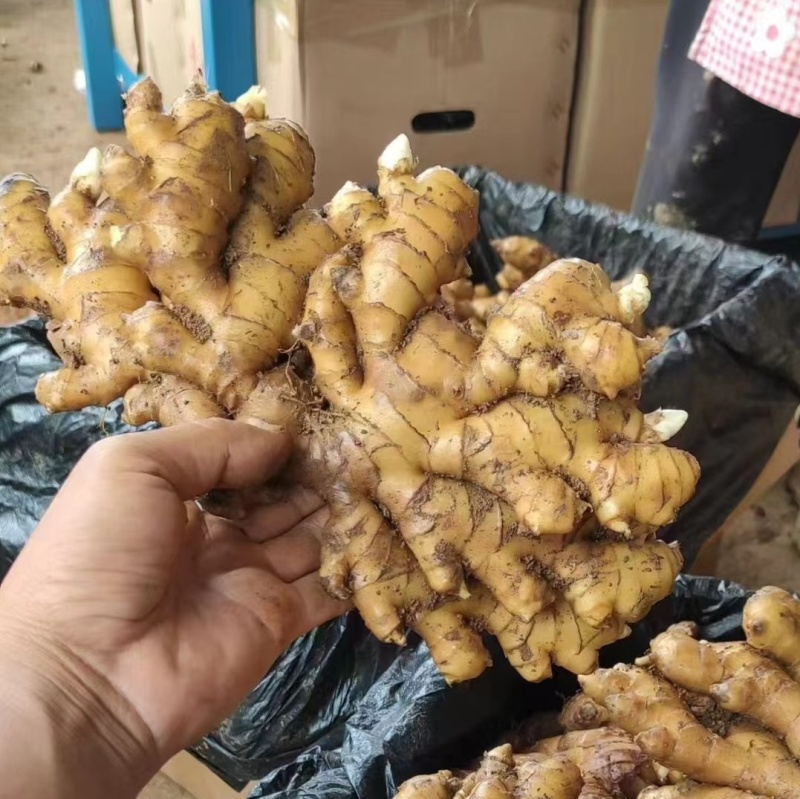 贵州生姜【红土小黄姜】对接加工厂～批发～电商/全国发货