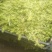 黄金佛甲草地被多肉黄金草庭院室外绿植花园耐寒耐热四季鲜活