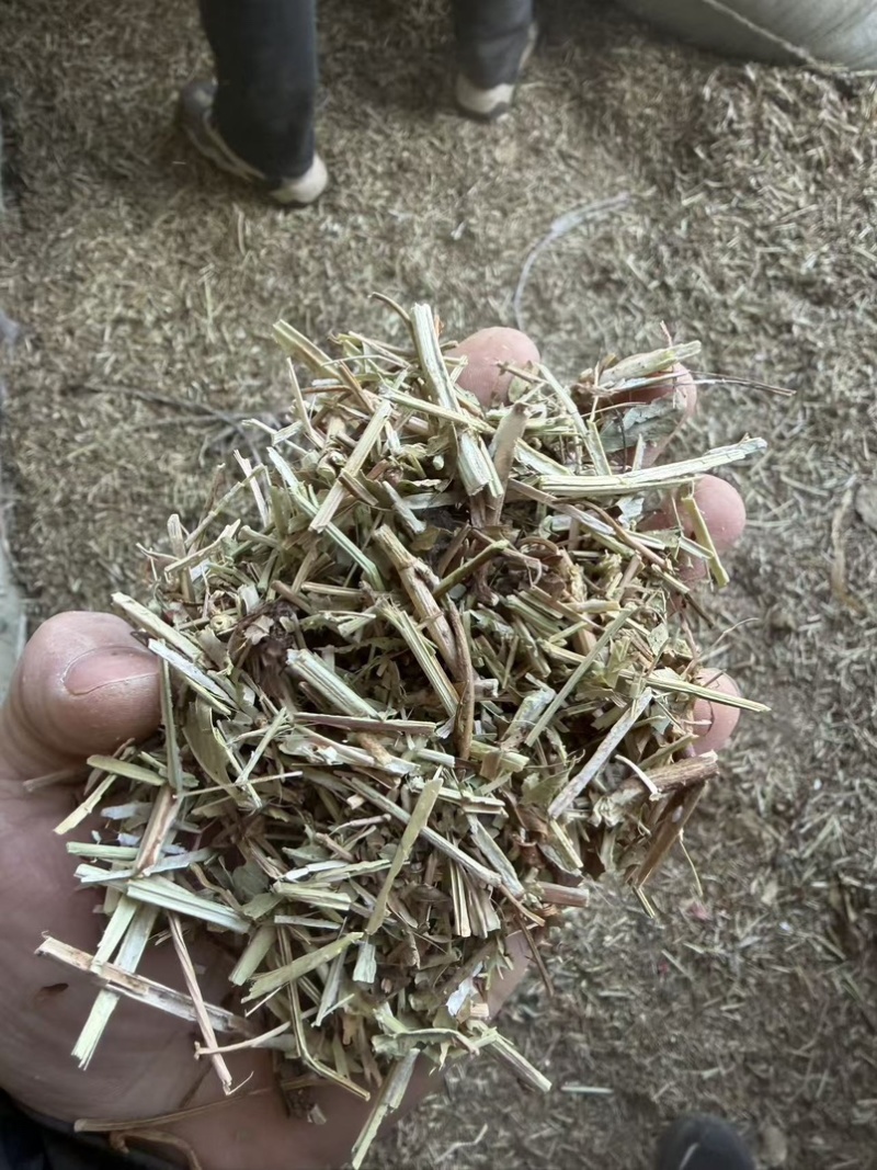 无土无膜花生秧